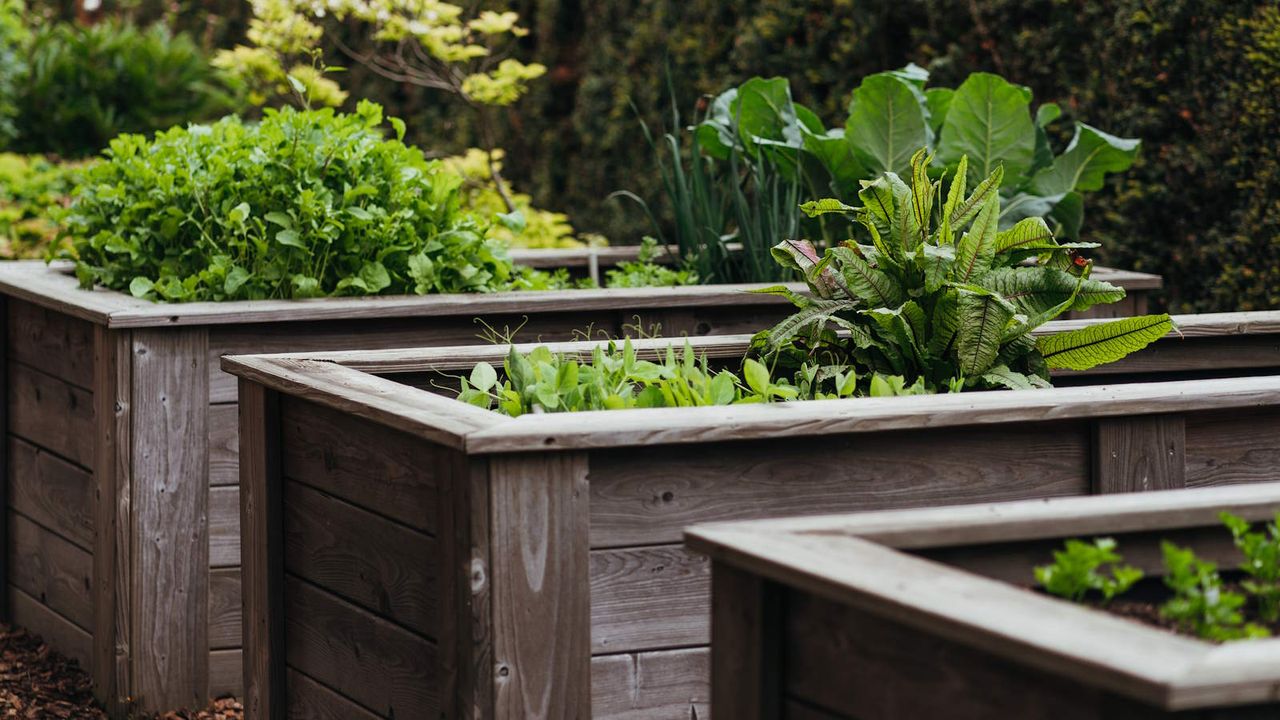 Vegetables growing in three raised garden beds