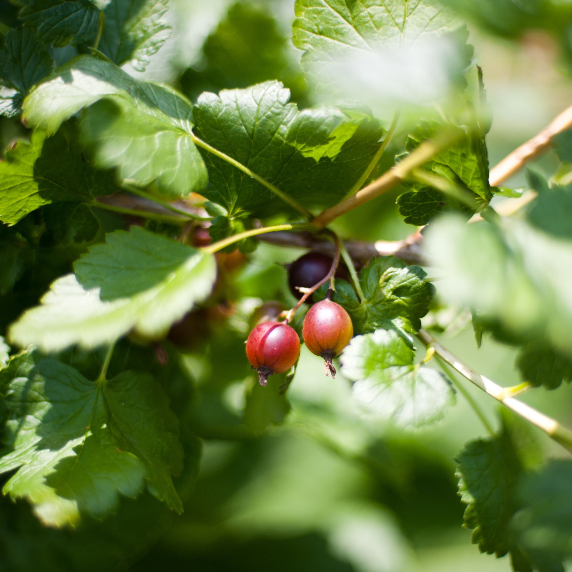 Jostaberries growing in garden