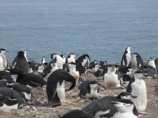 Chinstrap penguin colony in Deception Island.