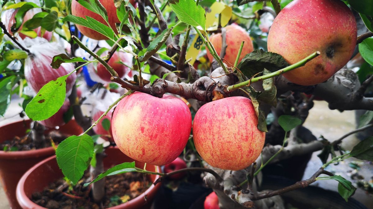 5 best trees to grow in containers Tom's Guide