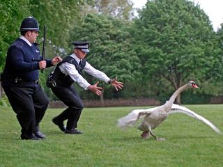Hot Fuzz (2007) — Comedy — 91% Rotten Tomatoes