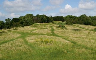 Kingley Vale, chichester