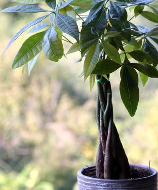 small potted money tree by a window with a braided trunk