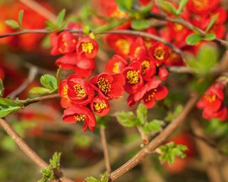 Red blooms of flowering quince