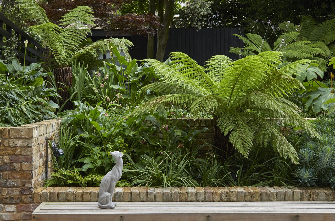 outdoor ferns in a garden