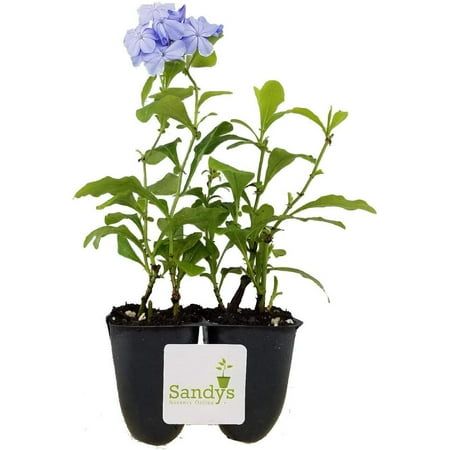 Plumbago Auriculata Perennial Shrub, Imperial Blue Flower, Lot of 2 Starter Plants