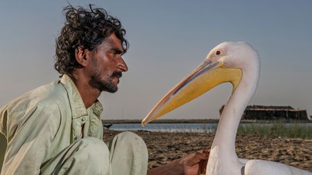 A person kneels on sandy ground next to a large white pelican, with a peaceful river and distant huts in the background