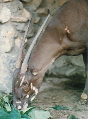 saola numbers, rare mammals, saola images, saola video, what are the rarest animals in the world, endangered species news, animals