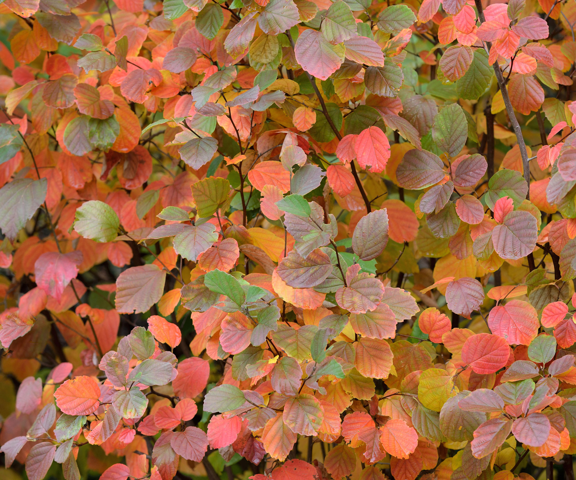 fothergilla Mount Airy golden and red leaves