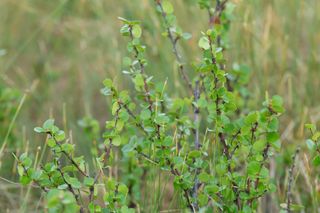Dwarf birch, Betula nana among vegetation