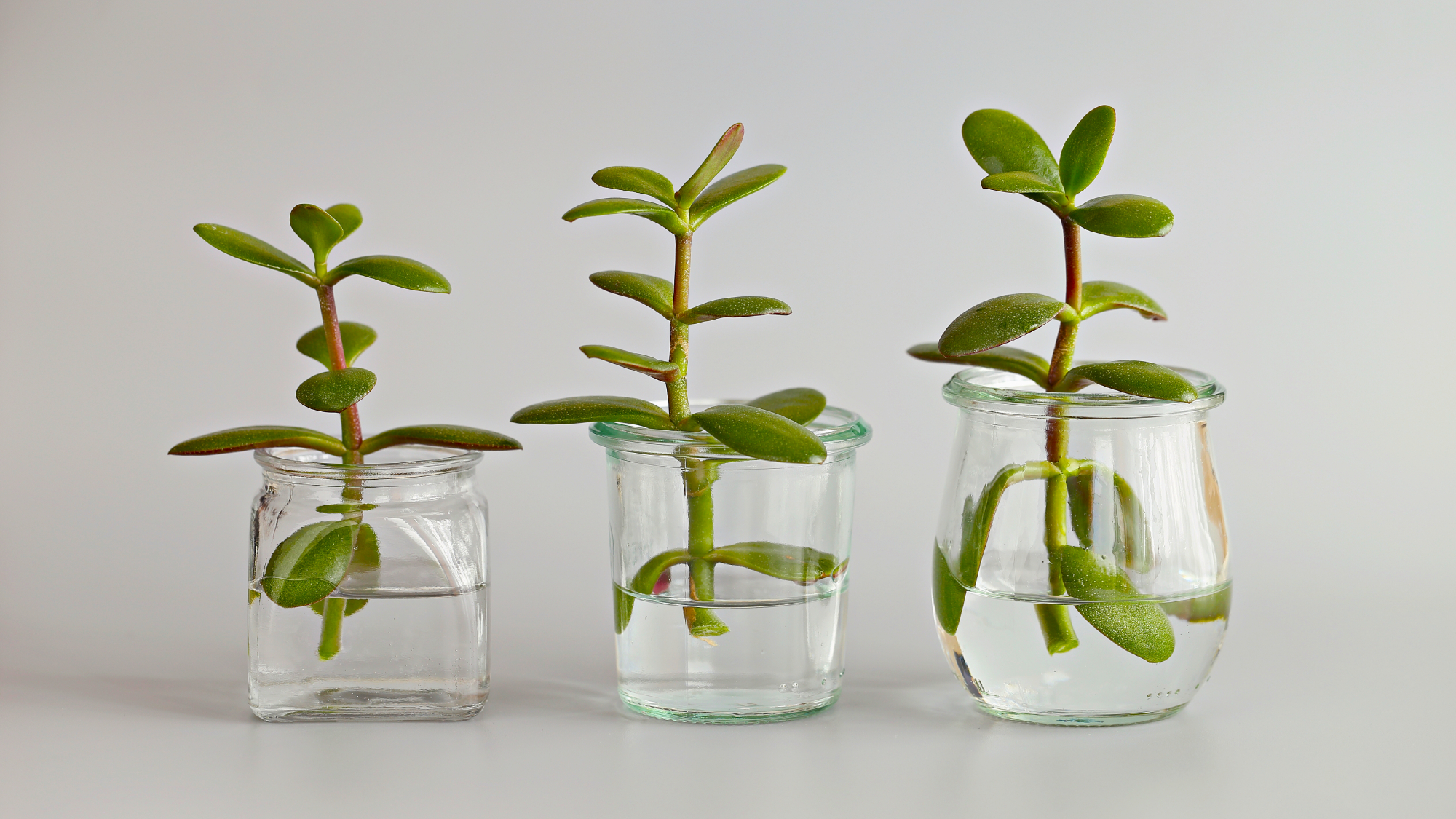 jade plant cuttings in water jars