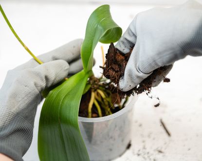 Repotting orchid with specialist planting medium