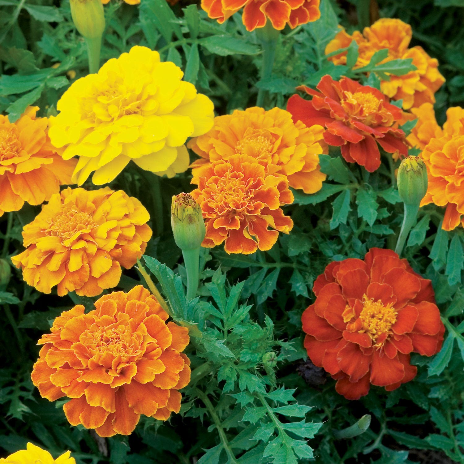 Happy Days Mixed Colors Marigold Seeds