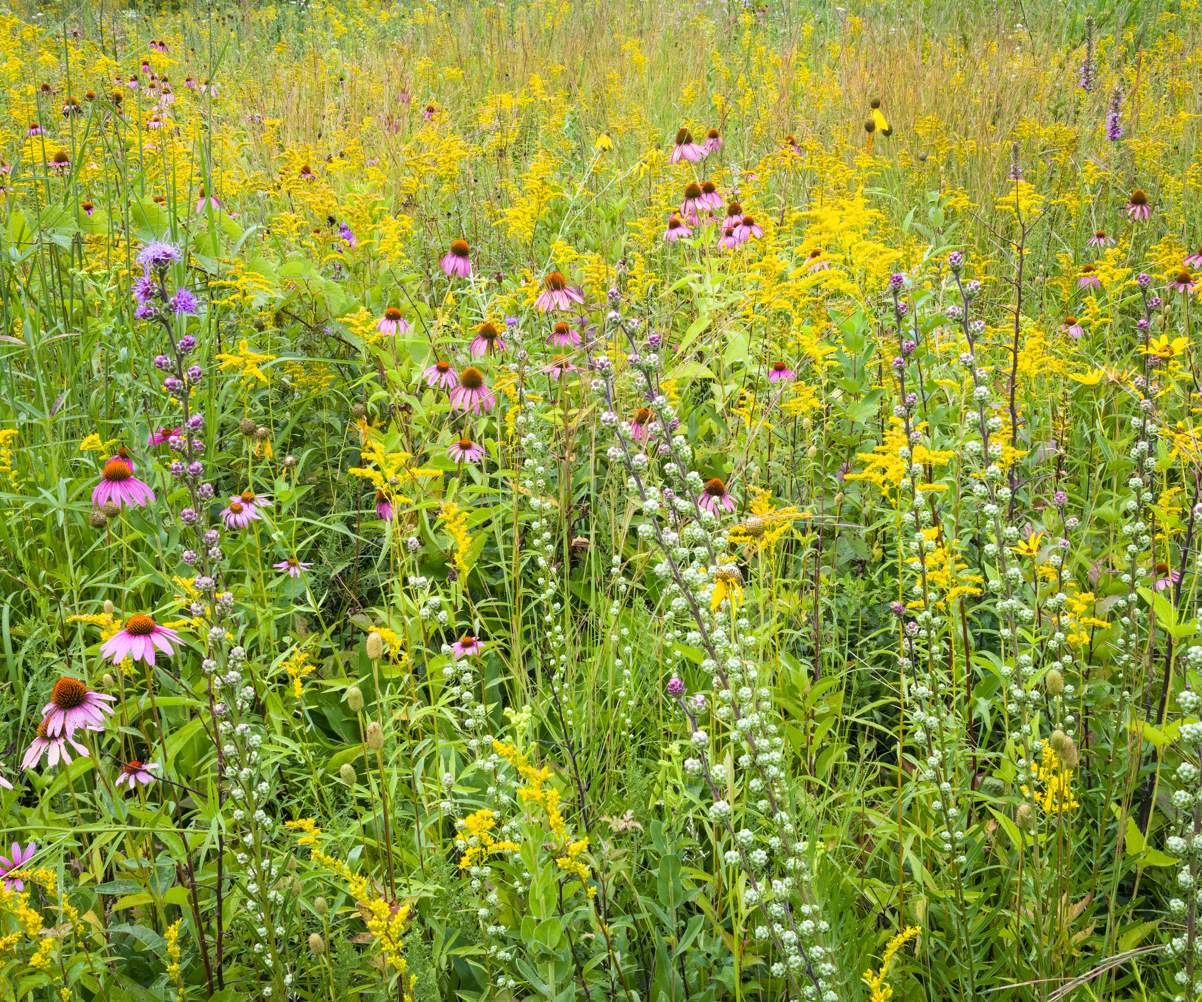 goldenrod and coneflower plants in prairie planting