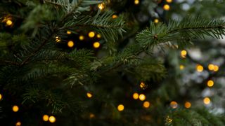 picture of fir tree with warm lights on it