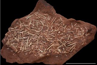 A bone bed filled with with fossils from a new species of pterosaur, Caiuajara dobruskii, has been unearthed in Brazil. The bone bed contained hundreds of fossils from at least 47 individuals.