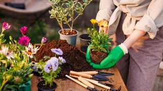 Gardener plants flowers in the garde