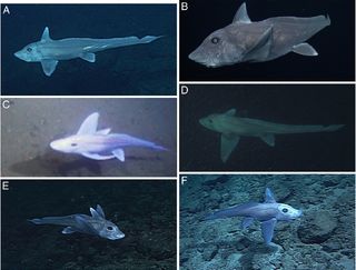 The Monterey Bay Aquarium Research Institute's ROV (remotely operated underwater vehicle) caught footage of six different ghost-shark individuals. Notice that the fish are swimming over rocky, rather than soft sediment.