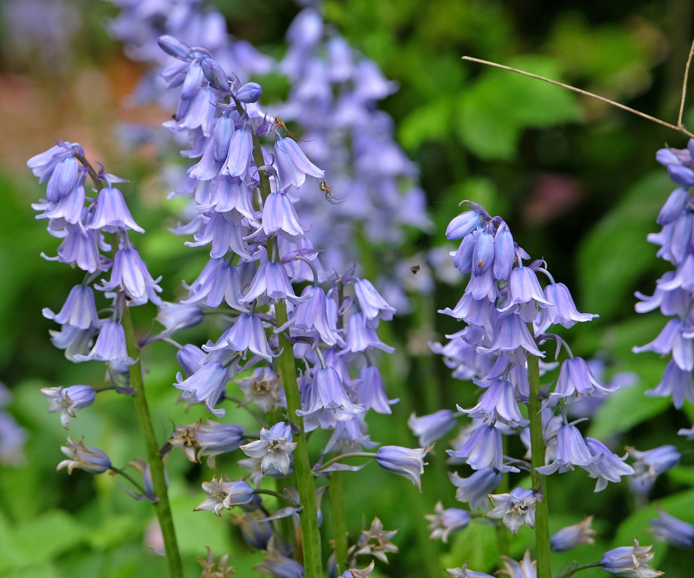 Spanish bluebells or Hyacinthoides hispanica