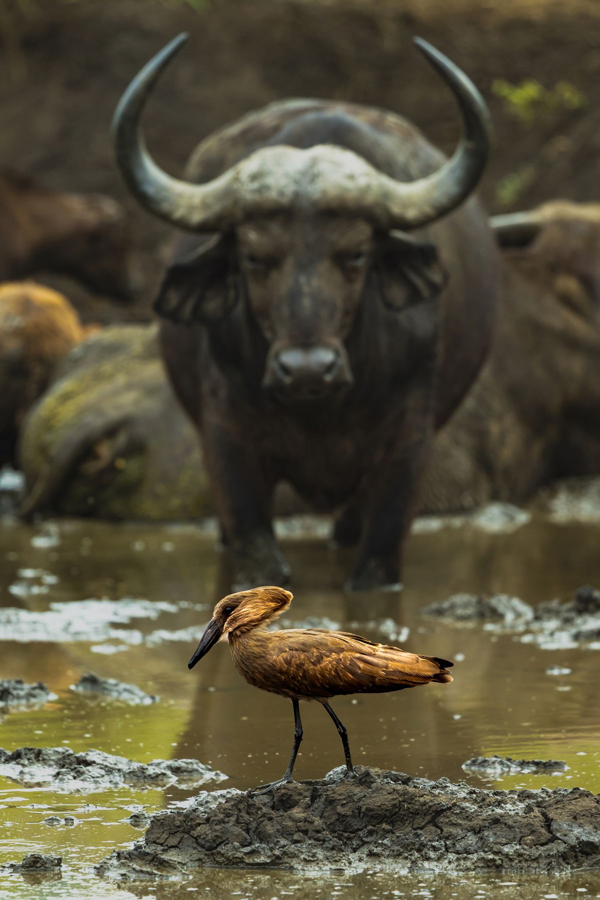 GuruShots - Nature&rsquo;s Masterpiece 2026