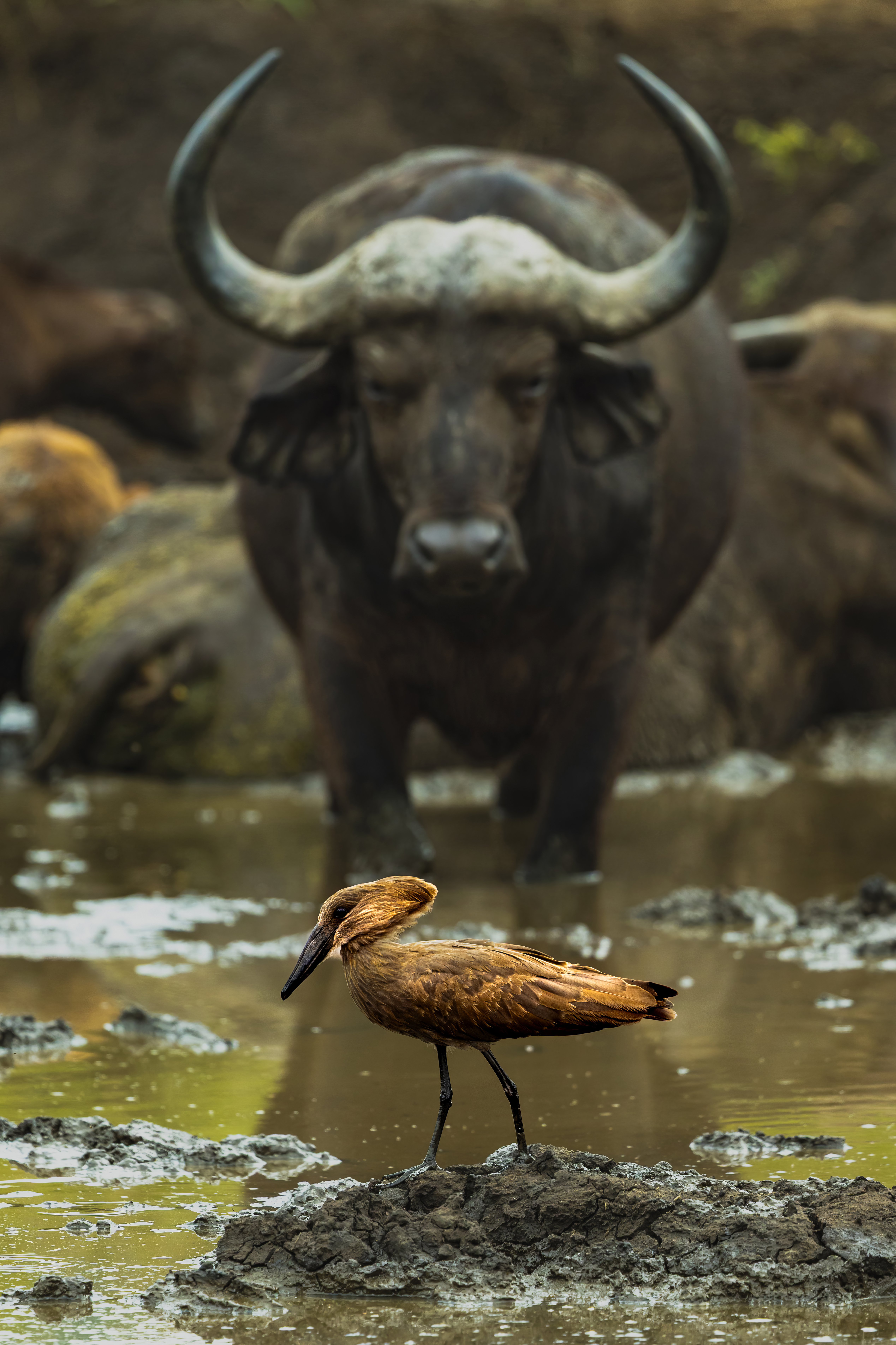 GuruShots - Nature&rsquo;s Masterpiece 2026