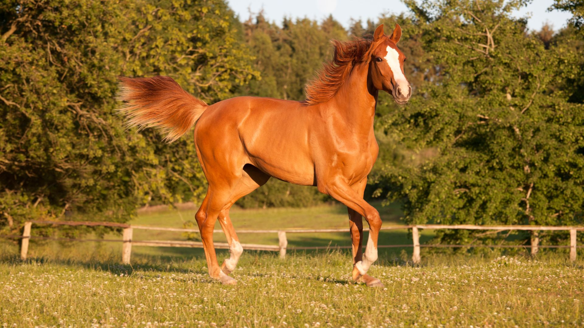 chestnut trotting