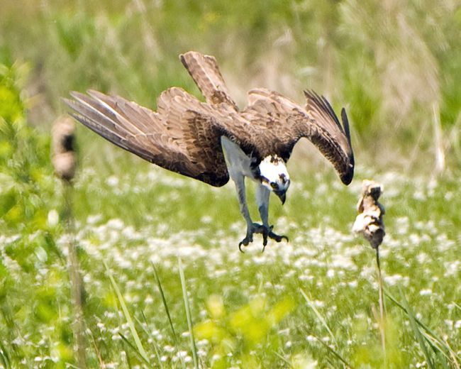 Osprey 