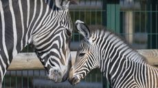 Zebra1.jpg