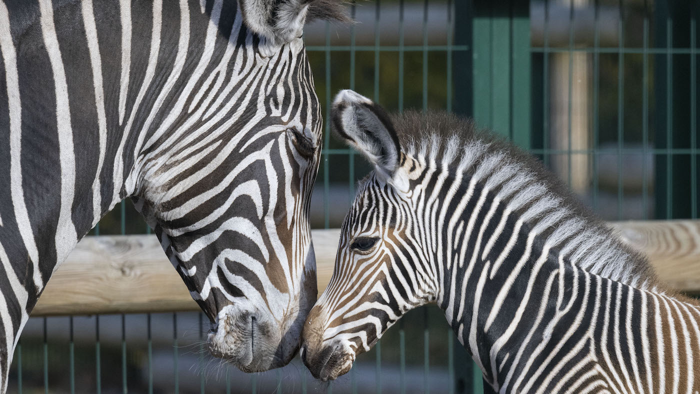 Zebra1.jpg