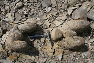 Toilet bowl shaped stromatolites in the bedded limestones of the Ediacaran Khatyspyt Formation in Arctic Siberia.