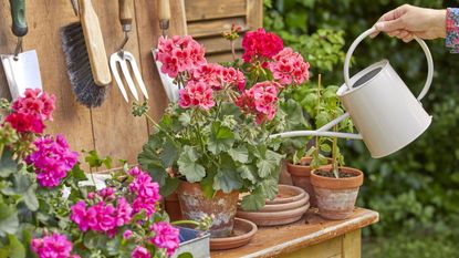 person watering pelargoniums in pots using a small watering can