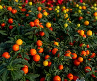 Winter cherry plants or Jerusalem cherry Solanum Pseudocapsicum