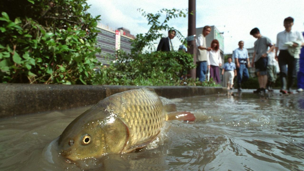 A carp