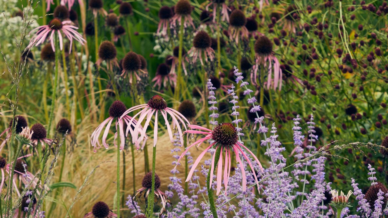 perennial planting design with rudbeckia