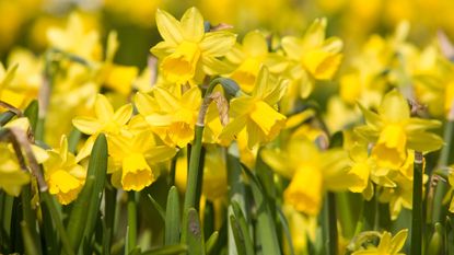 yellows daffodils in flower in spring