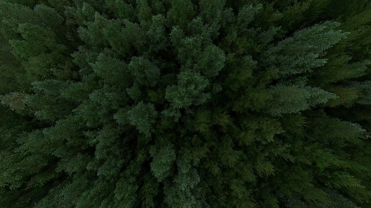 Insta360 Sphere video grab. Overhead view of dark green trees.