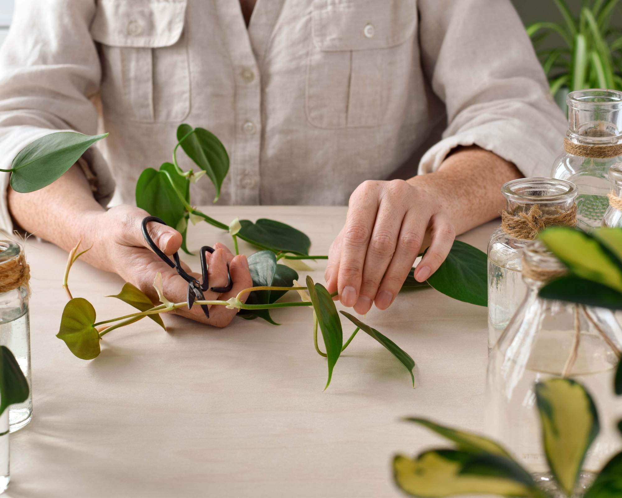 Woman cutting plant to propagate