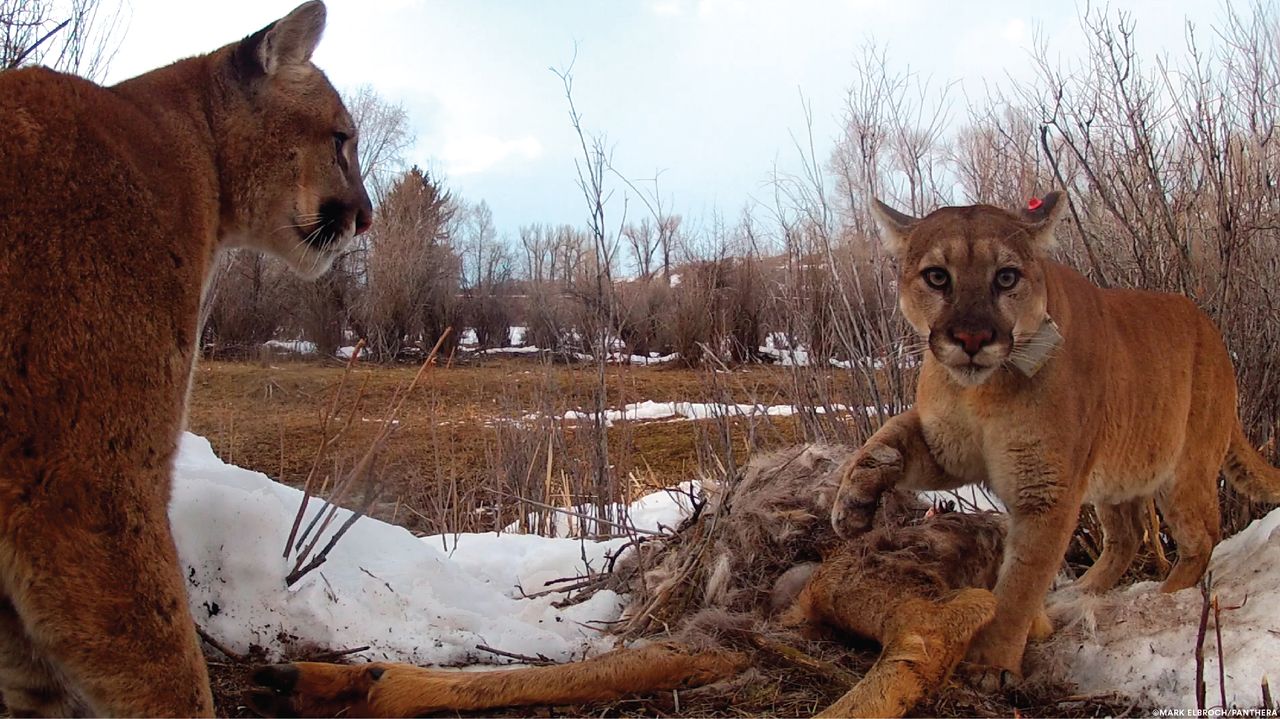 An adult female cougar with young male (without collar) inspect prey.