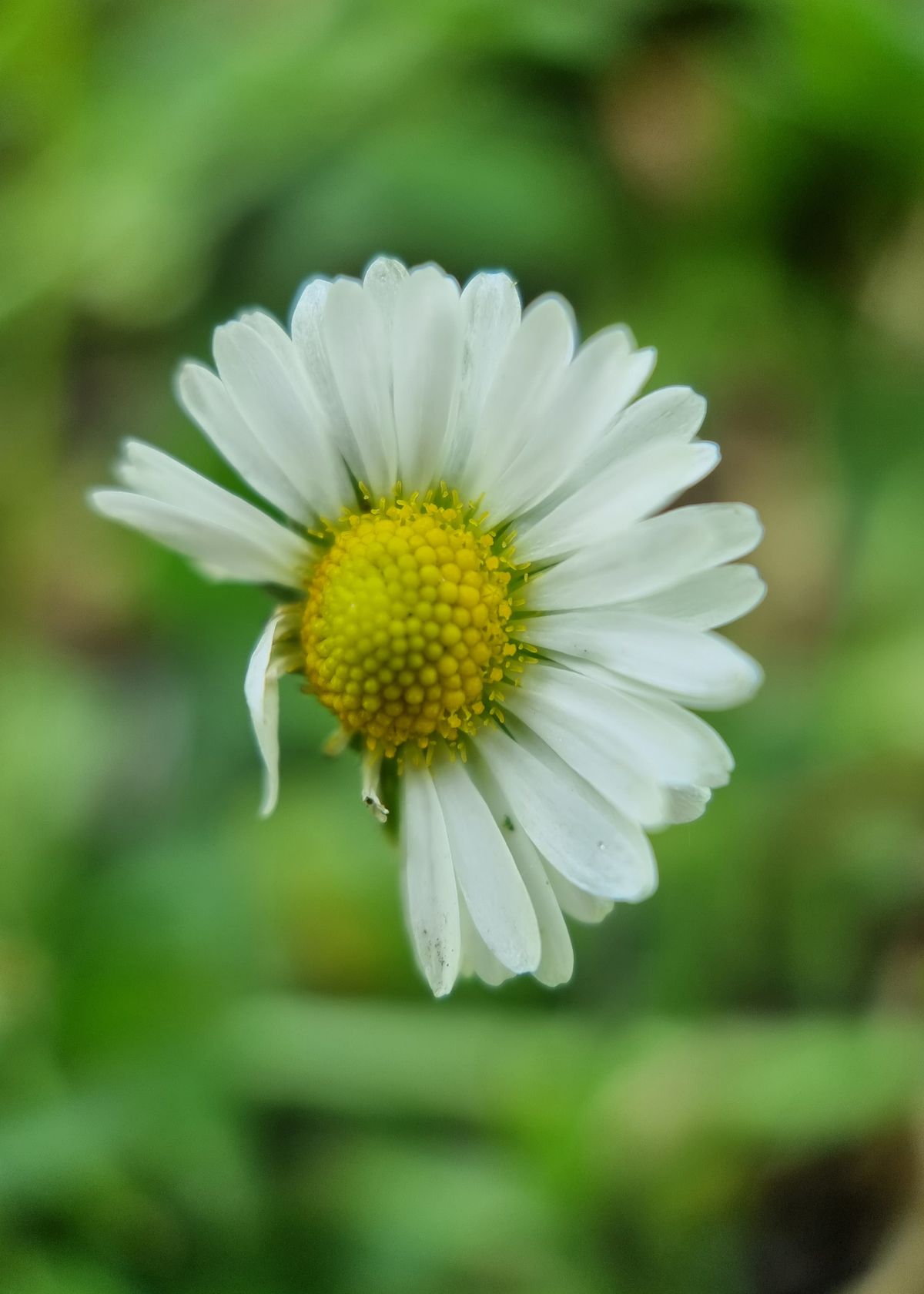 Moment Macro 10x lens review