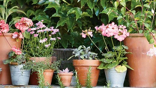 Container gardening – 7 steps to grow plants, veg, herbs and more in ...