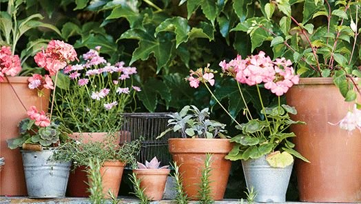 Container gardening with flowers