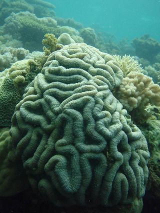 A coral reef off the coast of Tanzania.
