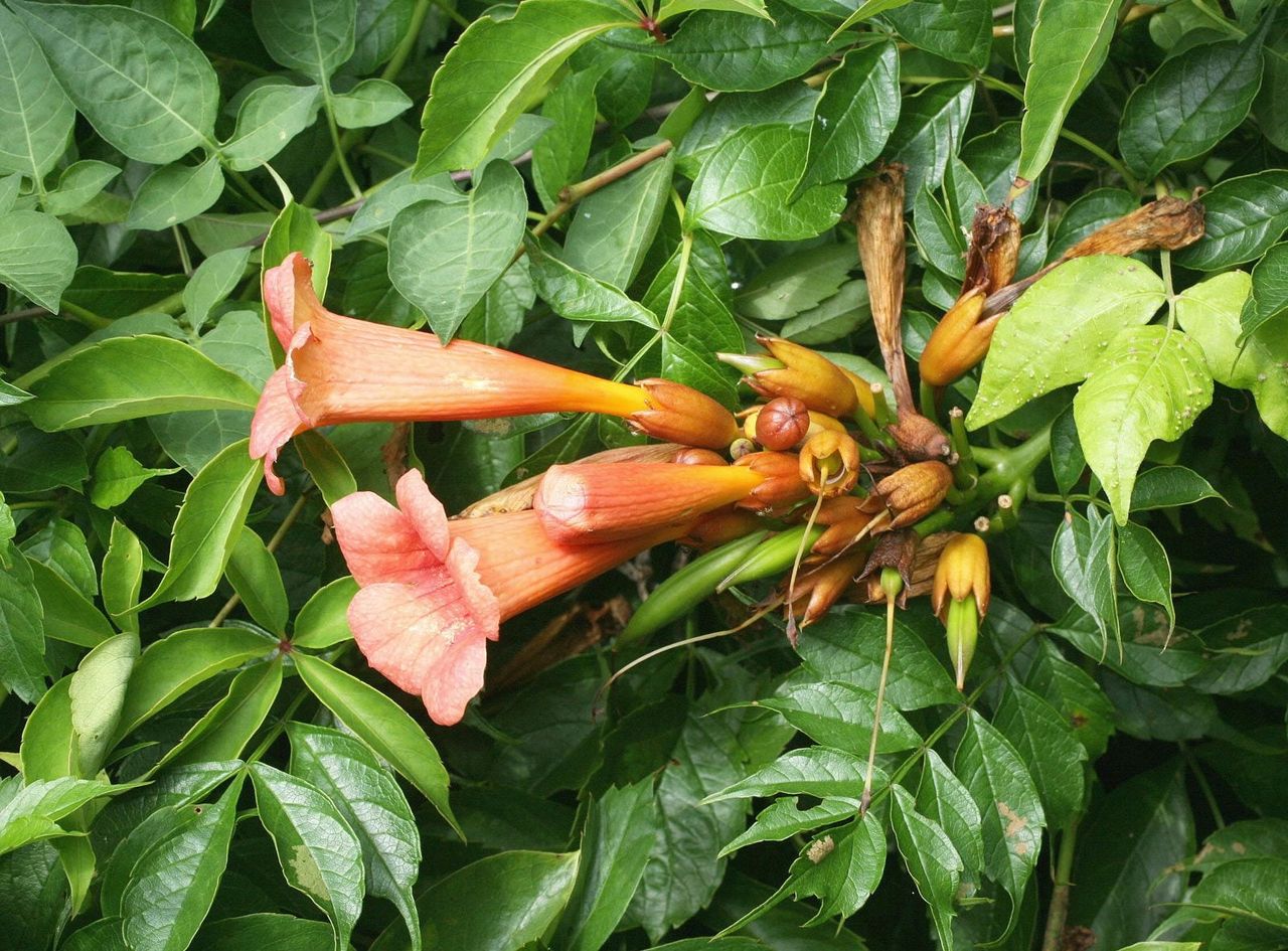 trumpet vine