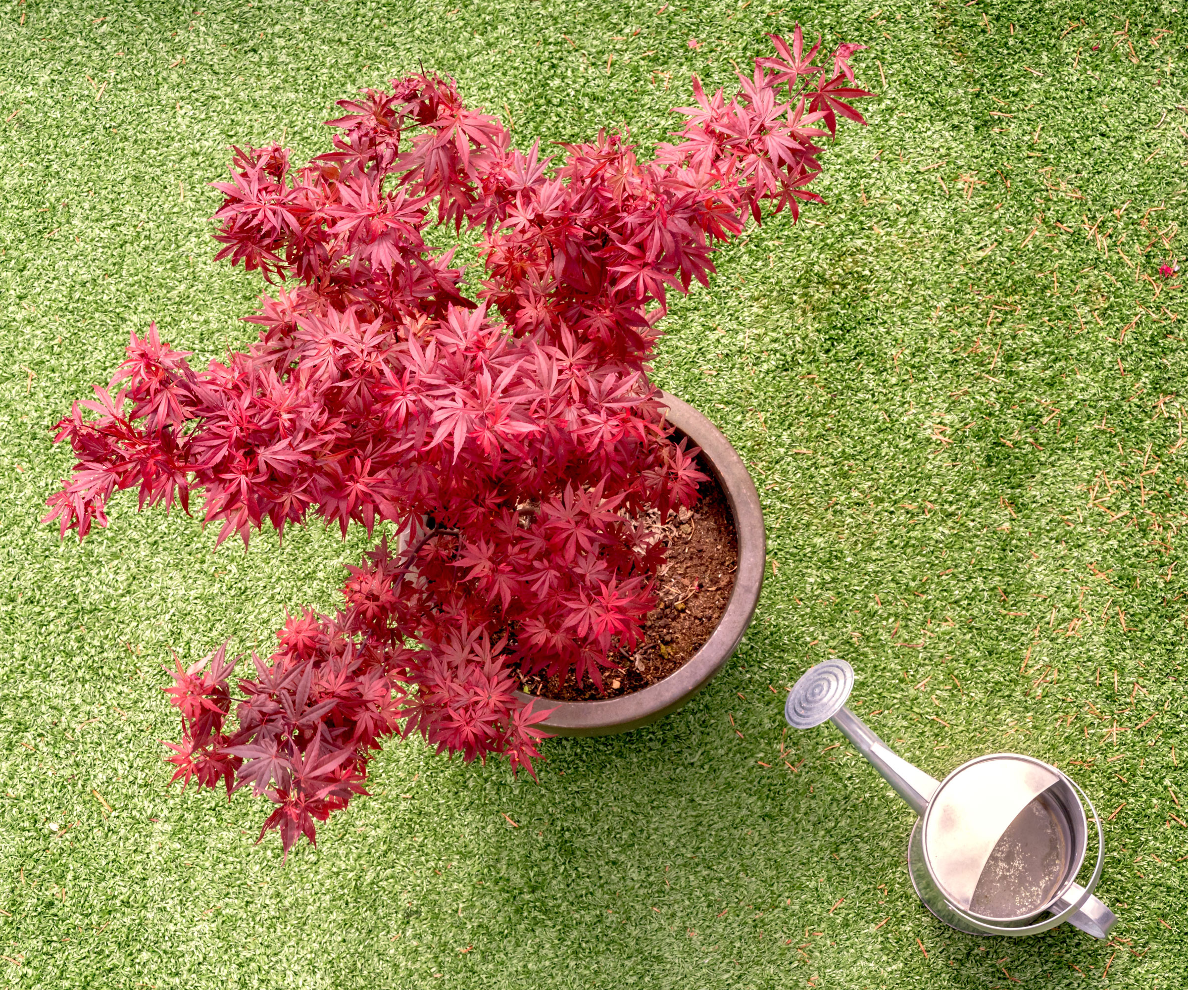 Japanese maple in pot near watering can on garden lawn