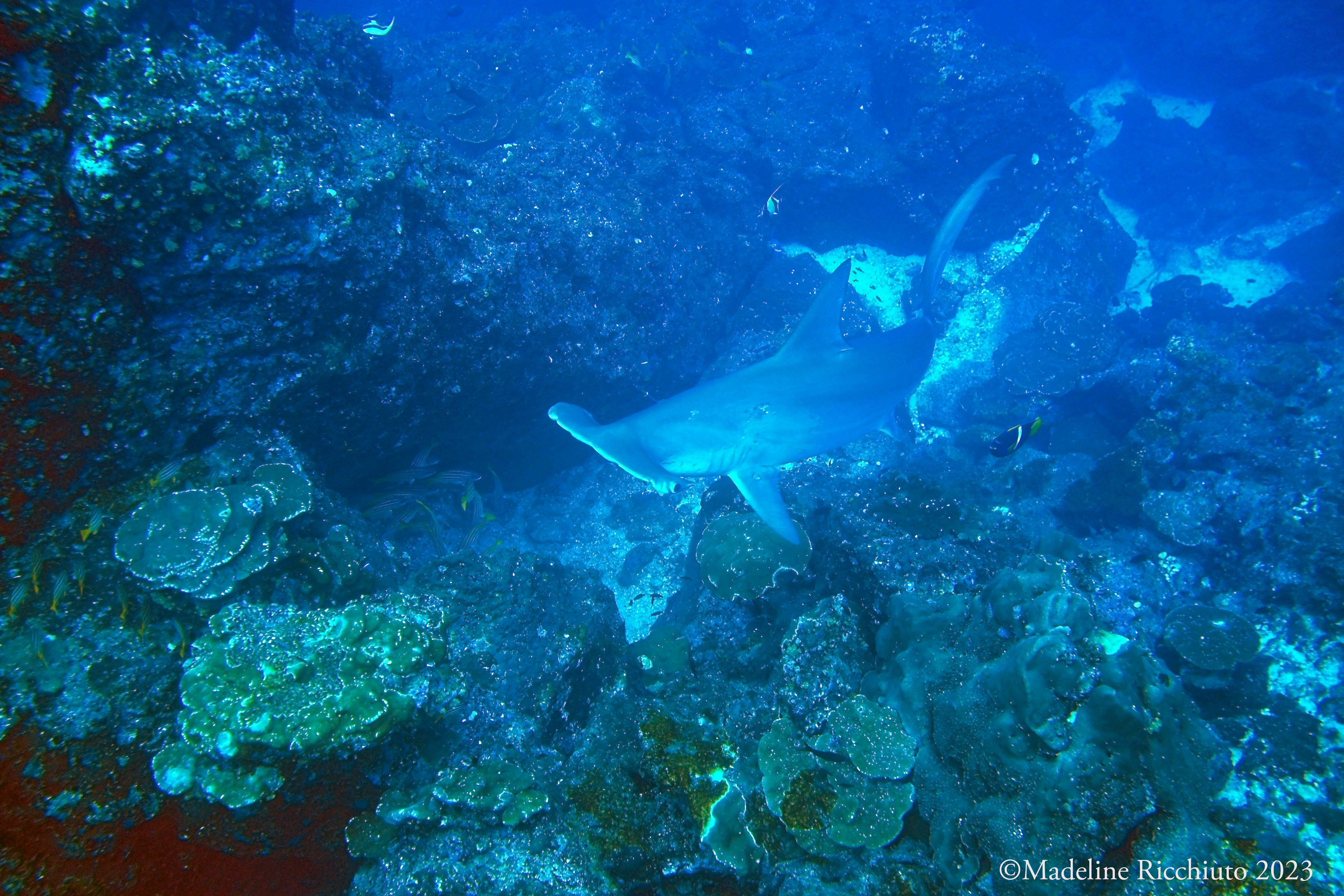 Scalloped Hammerhead Shark near Cocos Island, Costa Rica