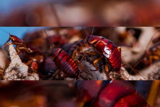 The American cockroach is built to survive.