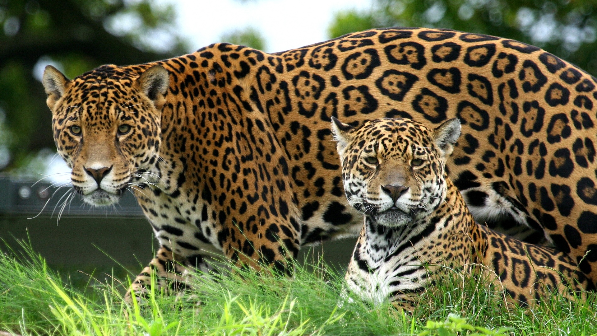 two jaguars in the grass