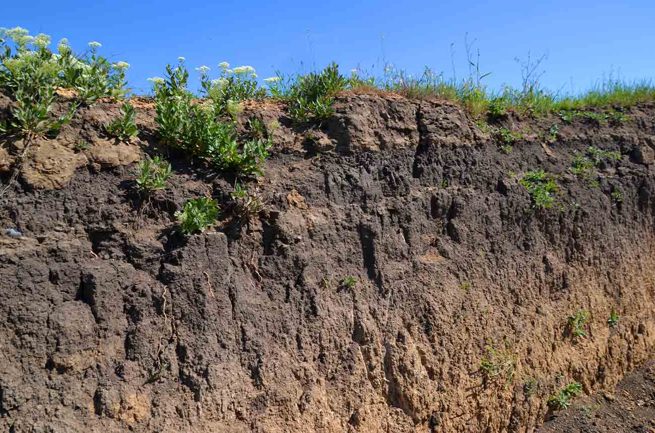 Humus-rich fertile soils or chernozems in Odesa, Ukraine.
