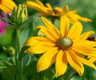 Rudeckia 'Green Eyes' with bright yellow flowers