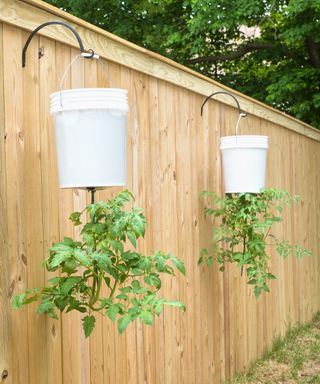 Growing tomatoes upside down in hanging buckets